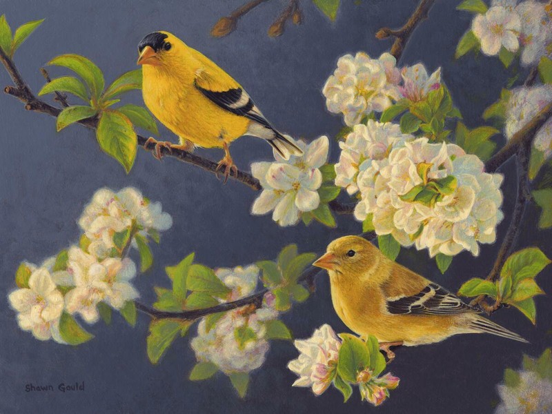 Ceramic Tile Mural Kitchen Backsplash – Orchard Finches – Bird Floral Flowers