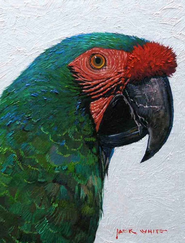 Green Parrot Accent & Decor Tile Jack White Tropical Art JWA030AT
