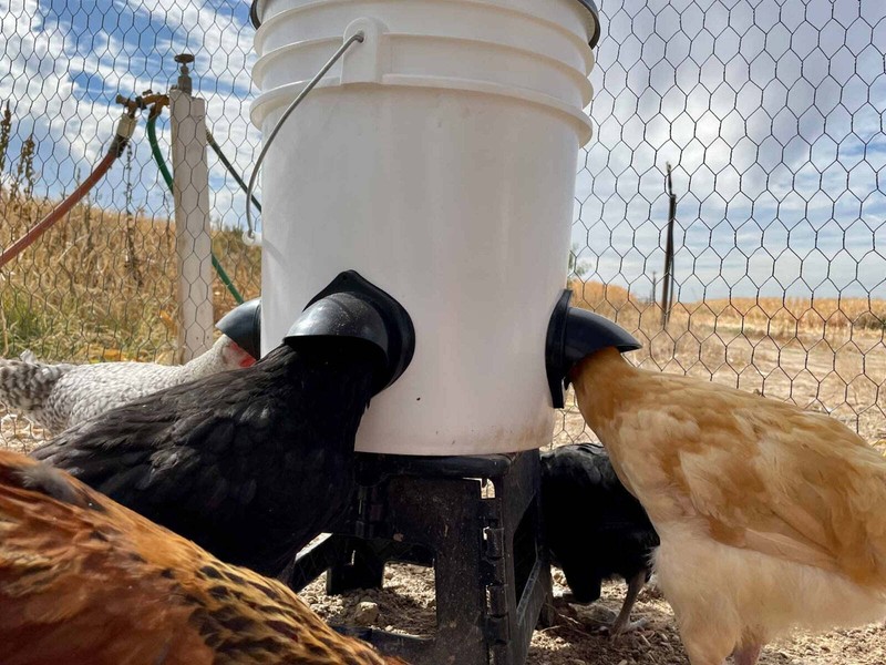 Noble Nest™ 25 lb Bucket Port Feeder gallery